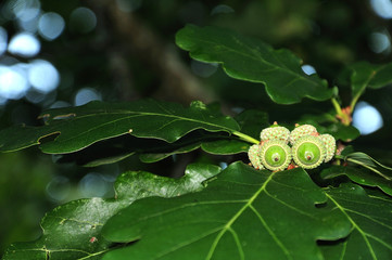 Naklejka premium green acorns on twig of an oak tree