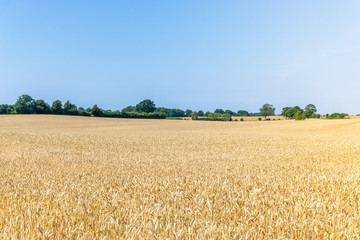 Getreidefeld in Deutschland