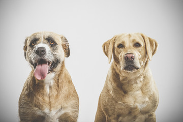 Couple of two expressive mongrel dogs posing in the studio against white background
