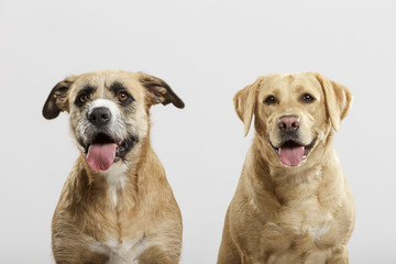 Couple of two expressive mongrel dogs posing in the studio against white background