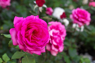 Bush of pink roses