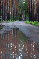 Parkway in the forest with trees reflection seen in the puddle