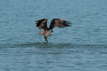 Osprey catching fish from the lake.
