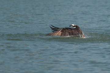 Osprey catching fish from the lake.