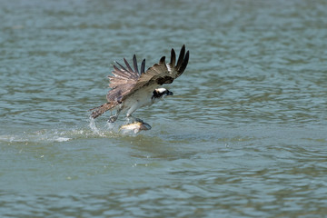 Osprey catching fish from the lake.