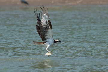 Osprey catching fish from the lake.
