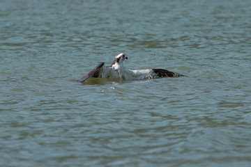 Osprey catching fish from the lake.