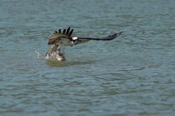 Osprey catching fish from the lake.
