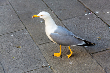 A Gull in Venice
