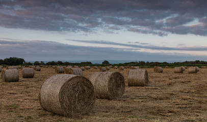 Field of hay bales at dusk light