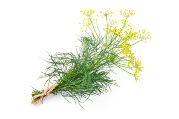 Fresh dill with yellow flowers, isolated on white background.