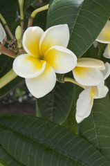 Westindische Frangipani - Plumeria rubra