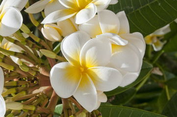 Fototapeta premium Westindische Frangipani - Plumeria rubra
