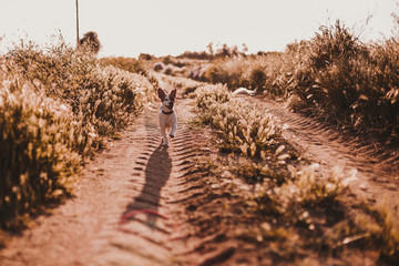 cute small dog running outdoor in spring or summer wheat field with beautiful lighting at sunset. Nature and pets concept.