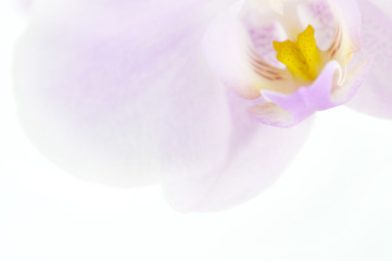 Obraz na płótnie Canvas Minimal Orchid background