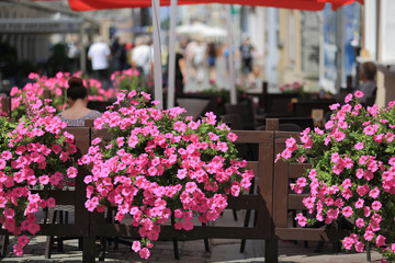 Piękne kwiaty w restauracji na zewnątrz w mieście Opolu.