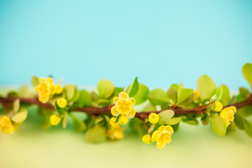 Spring blossoming barberry branch