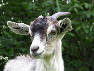 Cute goat portrait on a green background. Young goat grazing on the summer forest glade