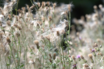 Distel verblüht