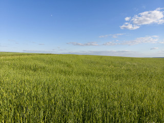An ideal rural landscape. Road on the flowering meadow against the blue sky