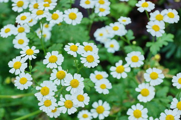 white Daisy decorative in the garden close-up