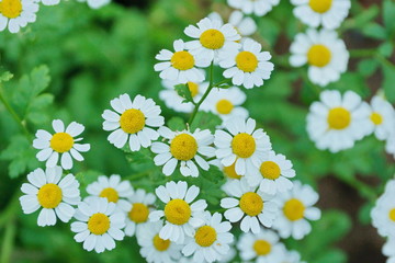 white Daisy decorative in the garden close-up
