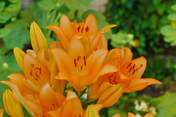 Fototapeta na wymiar orange lilies in the garden close-up