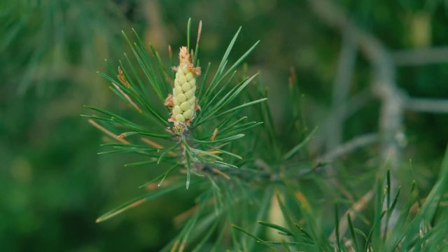Young green bumps on a pine branches close-up.
