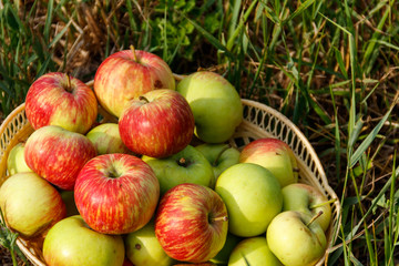 Fresh ripe apples in basket on the green grass