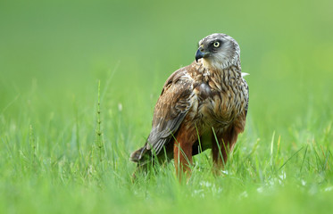 Marsh harrier (Circus aeruginosus) - male
