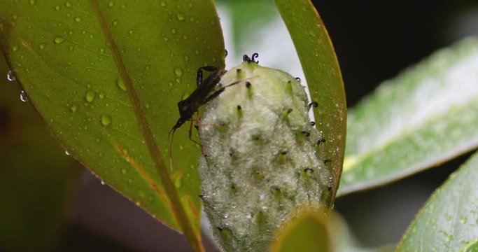 Close up of Squash Bug crawling  on a seed cone in a magnolia tree with rain  falling forming water droplets on the leaves