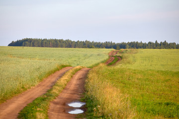 Fototapeta na wymiar An ideal rural landscape. Road on the flowering meadow against the blue sky