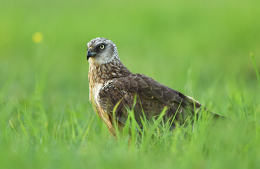 Marsh harrier (Circus aeruginosus) - male