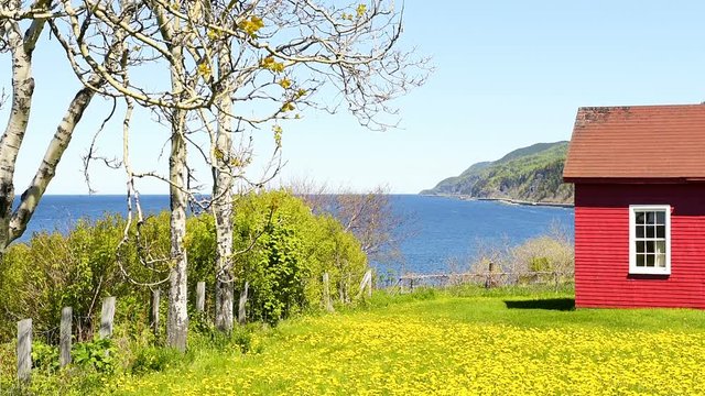 Red painted shed, barn with yellow dandelion flowers, view of Saint Lawrence river in La Martre in the Gaspe Peninsula, Quebec, Canada, Gaspesie region with birch trees branches moving