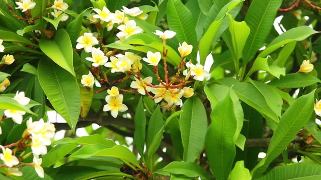 Plumeria rubra or common frangipani flowering tree with white and yellow blooming flowers and vibrant green foliage, panning panoramic high definition stock footage video clip.