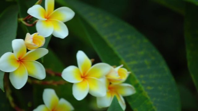 Plumeria rubra or common frangipani flowering tree with white and yellow blooming flowers and vibrant green foliage, panning panoramic high definition stock footage video clip.