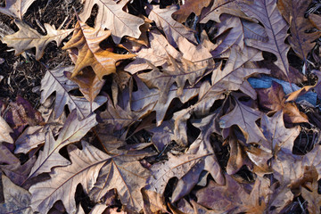 PIle of Brown and Dry Leaves