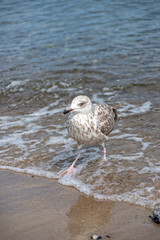 Little seagull is running through the water of the Baltic Sea