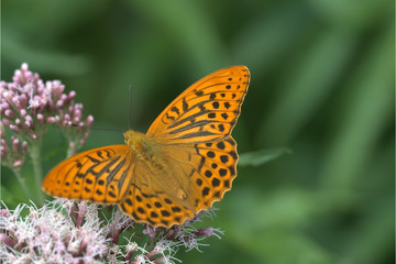 Kaisermantel Edelfalter
