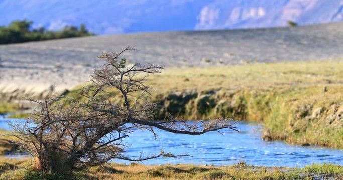 Detailed view of dry plant near river in Nubra valley, Ladakh, India. Exotic travel destination places in country&rsquo;s north regions