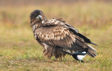White tailed eagle (Haliaeetus albicilla)