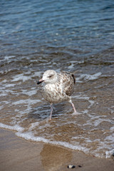 Little seagull is running through the water of the Baltic Sea