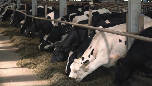 Cow feeding on dairy farm