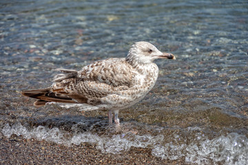 Little seagull is running through the water of the Baltic Sea