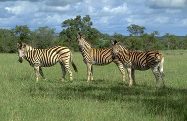 Fototapeta na wymiar Botswana: Three Zebras in the lush green Kalahari-desert in the Okavango Delta Swamps