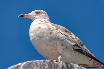 Obraz premium Seagull sits on a lantern and looks over the Baltic Sea