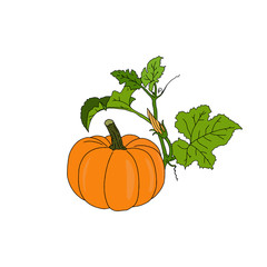 Hand sketched autumn orange pumpkin with flower on white background. Ripe herbaceous plant, organic food. Design template for farm market banners and thanksgiving day, halloween backgrounds. Vector.	