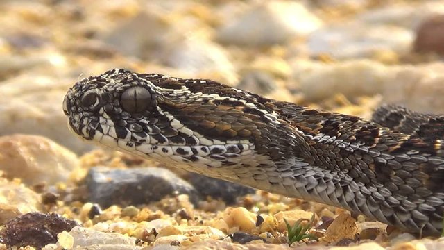 Close up of a Berg Adders head (Bitis atropos) in South Africa with vivid colors in the Western Cape, South Africa.