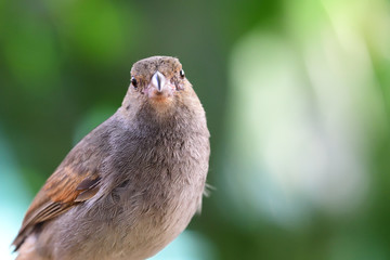 Close up portrait of a Lesser Antillean bullfinch (Loxigilla noctis)