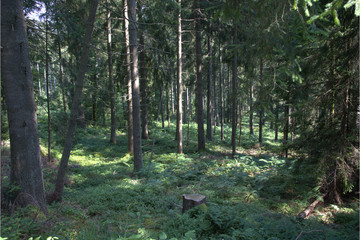 Obraz premium Wald im Sonnenlicht